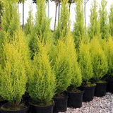 Goldcrest Wilma Lemon Cypress, ароматен