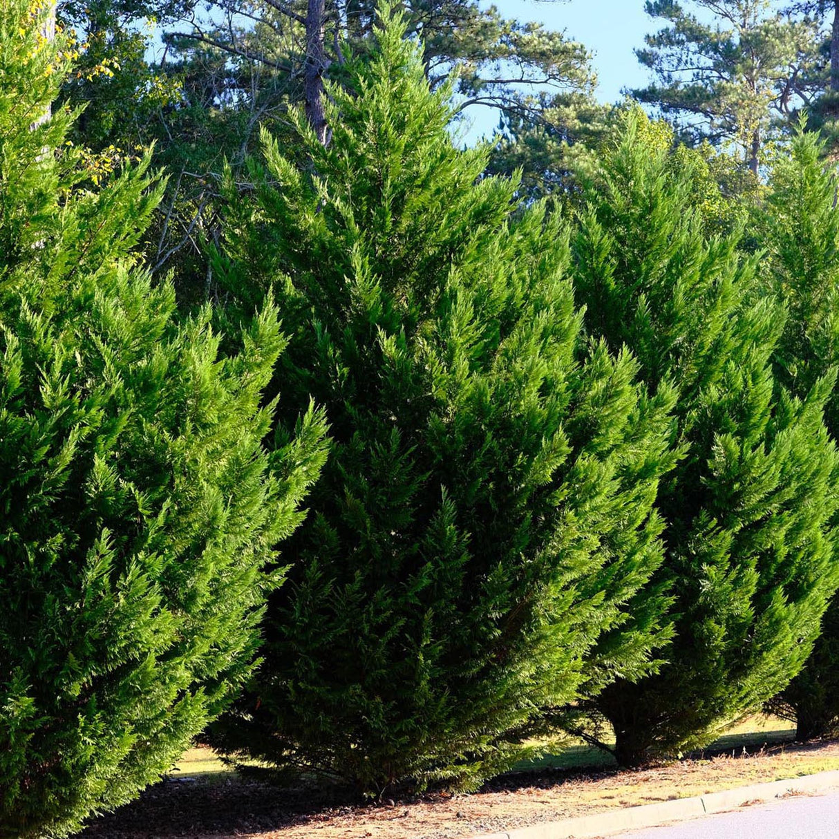 Кипарис Leylandii