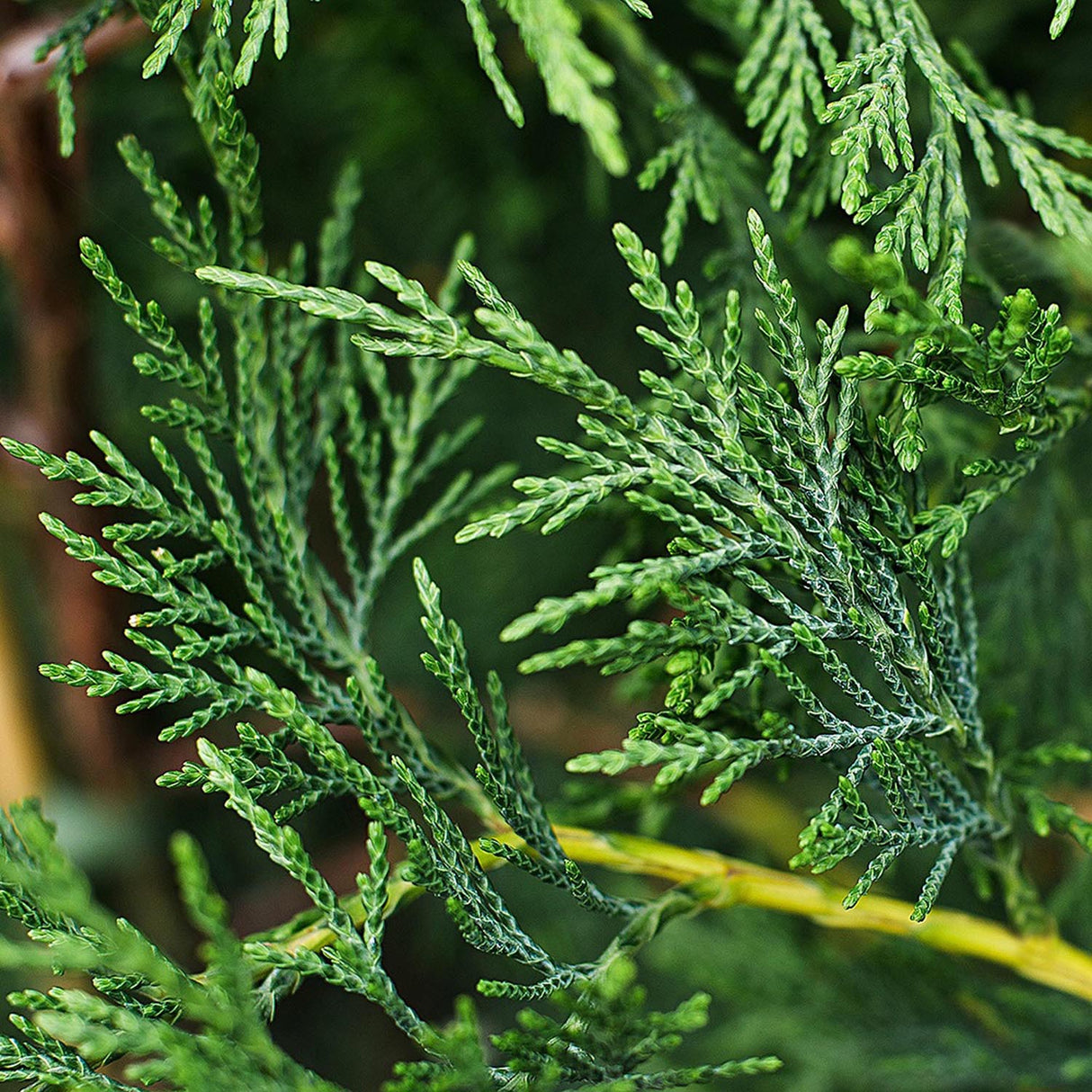 Chiparos Leylandii, gard viu vesnic verde