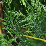 Chiparos Leylandii, gard viu vesnic verde