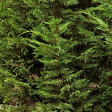 Chiparos Leylandii, gard viu vesnic verde