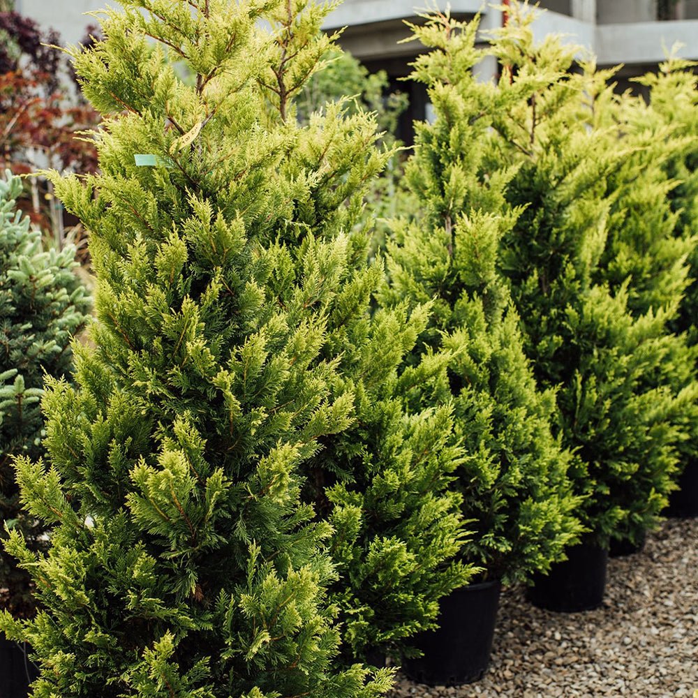 Chiparos Leylandii Aurea (Piramida)