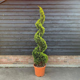 Chiparos Leylandii Castlewanian Gold, cu forma spirala
