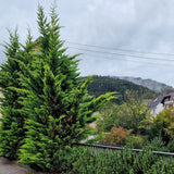 Chiparos Leylandii Castlewellan Gold, gard viu vesnic verde
