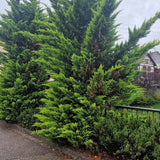 Chiparos Leylandii Castlewellan Gold, gard viu vesnic verde