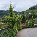 Chiparos Leylandii Castlewellan Gold, gard viu vesnic verde