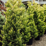 Chiparos Leylandii Gold Rider, gard viu vesnic verde