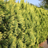 Chiparos Leylandii Gold Rider, gard viu vesnic verde