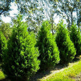 Chiparos Leylandii Stalp de Gheata, gard viu vesnic verde