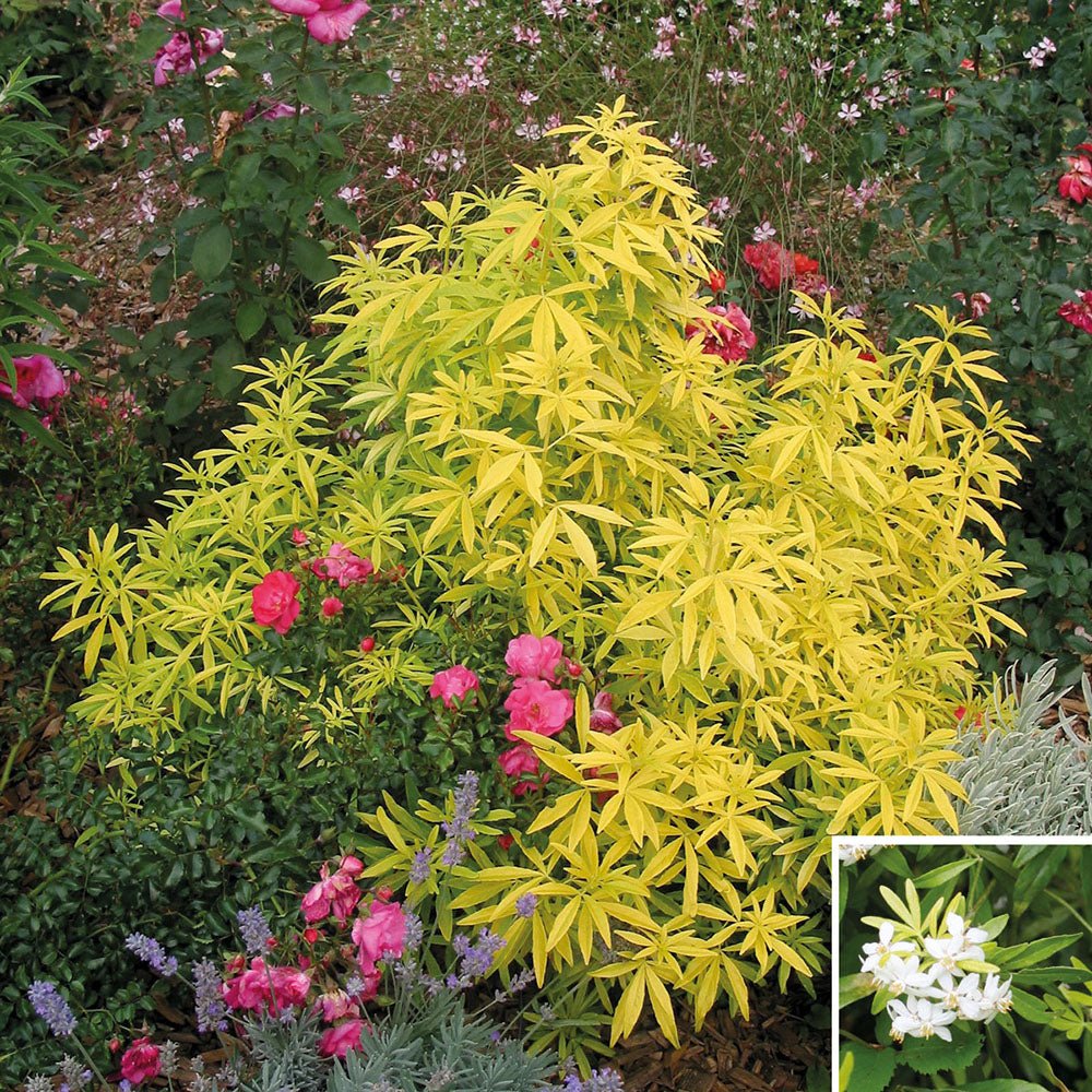 Choisya Aztec Gold