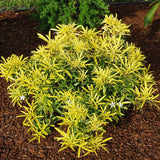 Choisya Aztec Gold