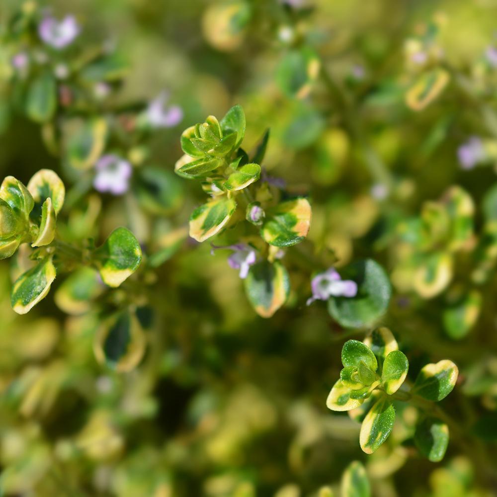 Cimbrisor Lime Auriu Aureus, тръпчив и интензивен аромат