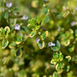 Cimbrisor Lime Auriu Aureus, тръпчив и интензивен аромат
