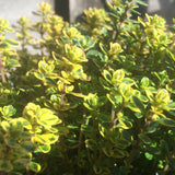 Cimbrisor Lime Auriu Aureus, тръпчив и интензивен аромат