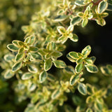 Cimbrisor Lime Auriu Aureus, тръпчив и интензивен аромат
