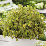 Cimbrisor Lime Auriu Aureus, тръпчив и интензивен аромат