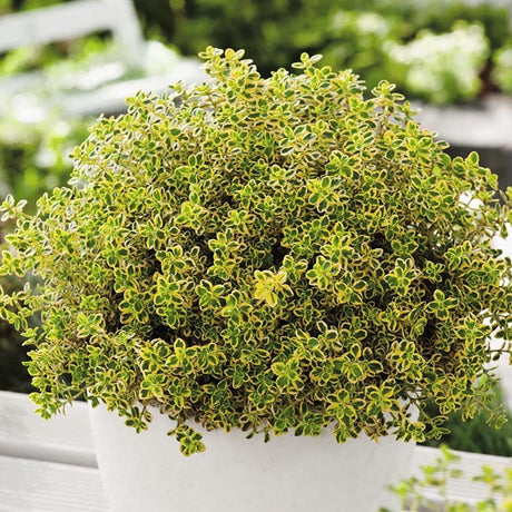 Cimbrisor Lime Auriu Aureus, тръпчив и интензивен аромат