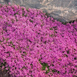 Cimbrisor rosu Creeping Red, tarator si intens aromat