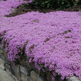 Cimbrisor violet Purple Beauty, tarator, intens aromat