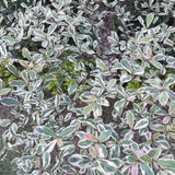 Cimbrisor Lamaios Argintiu Silver Queen, tarator si intens aromat