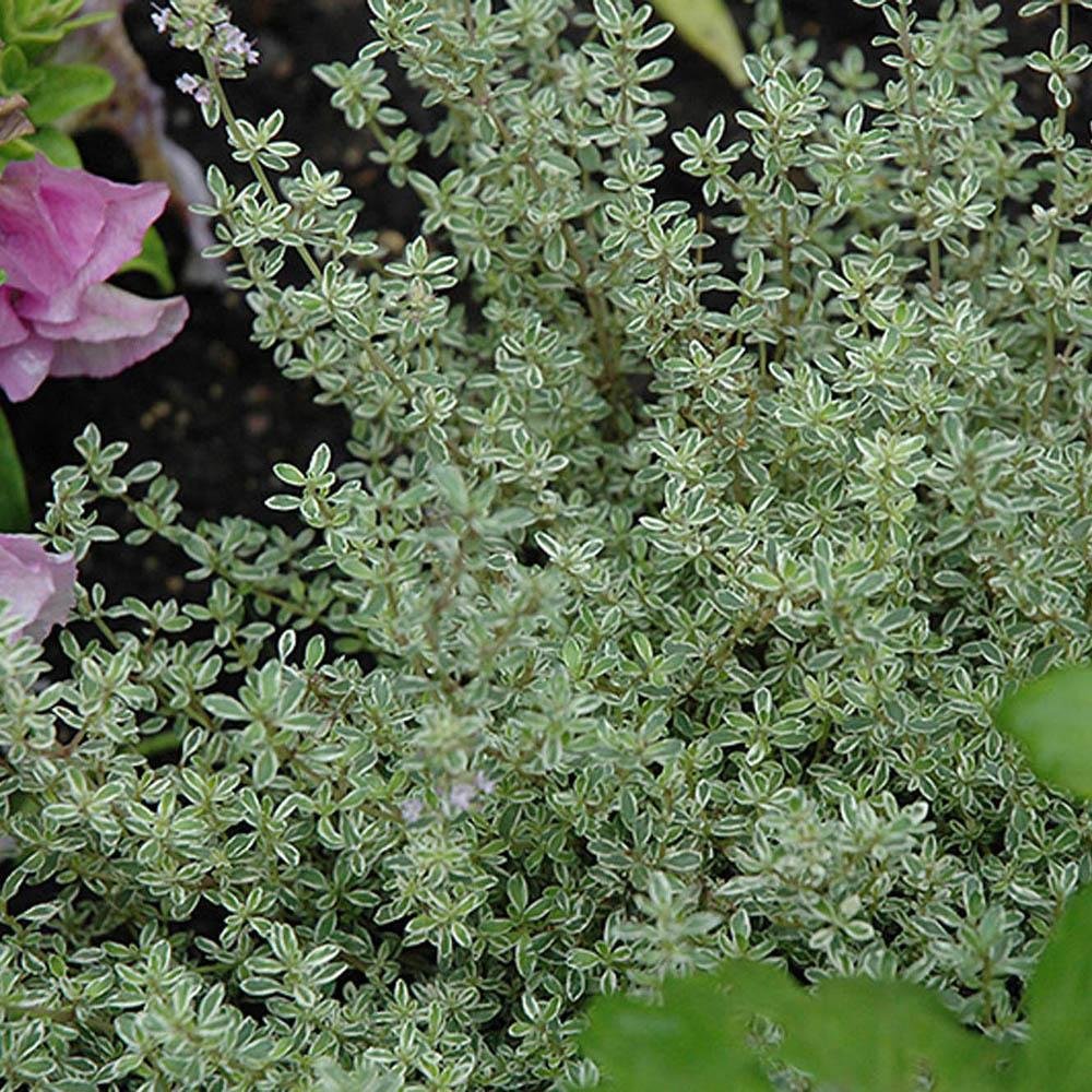 Cimbrisor Lamaios Argintiu Silver Queen, tarator si intens aromat