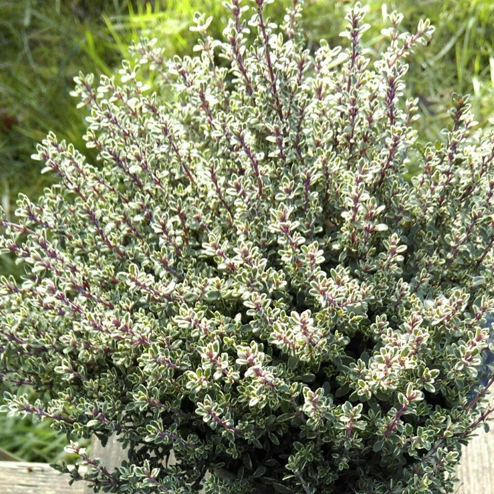 Cimbrisor Limeios Silver Queen, тръпчив и интензивен аромат