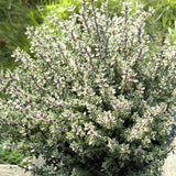 Cimbrisor Limeios Silver Queen, тръпчив и интензивен аромат
