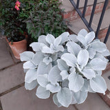 Cineraria Senecio Angel Wings, с пухкави сребристо-бели листа
