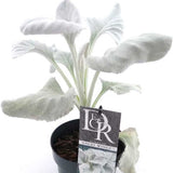 Cineraria Senecio Angel Wings, с пухкави сребристо-бели листа