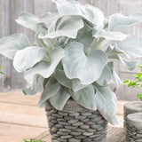 Cineraria Senecio Angel Wings, с пухкави сребристо-бели листа