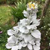 Cineraria Senecio Angel Wings, с пухкави сребристо-бели листа