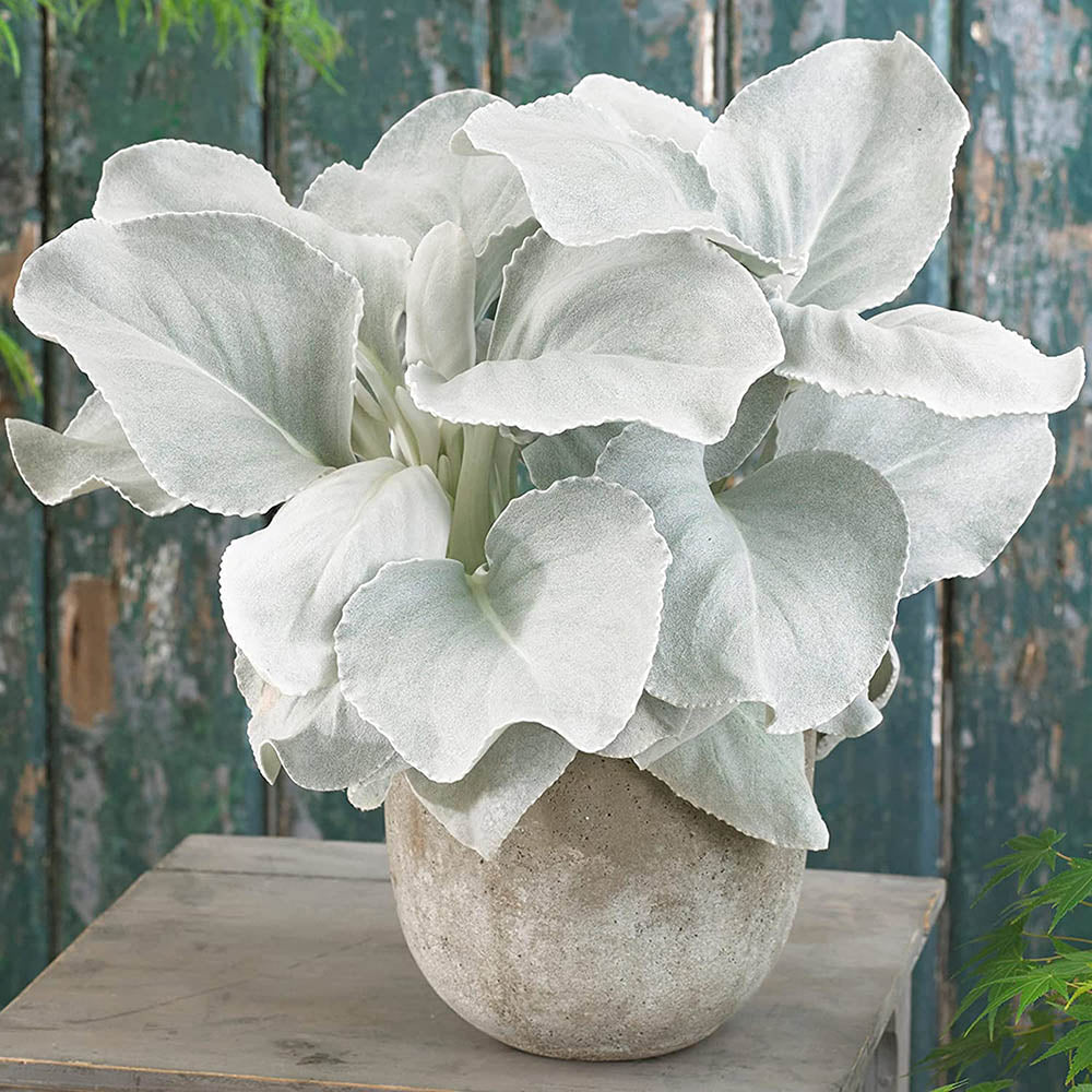 Cineraria Senecio Angel Wings, с пухкави сребристо-бели листа