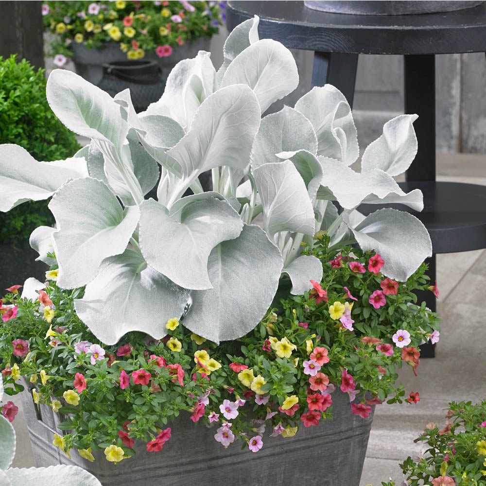 Cineraria Senecio Angel Wings, с пухкави сребристо-бели листа
