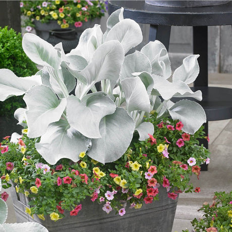 Cineraria Senecio Angel Wings, с пухкави сребристо-бели листа