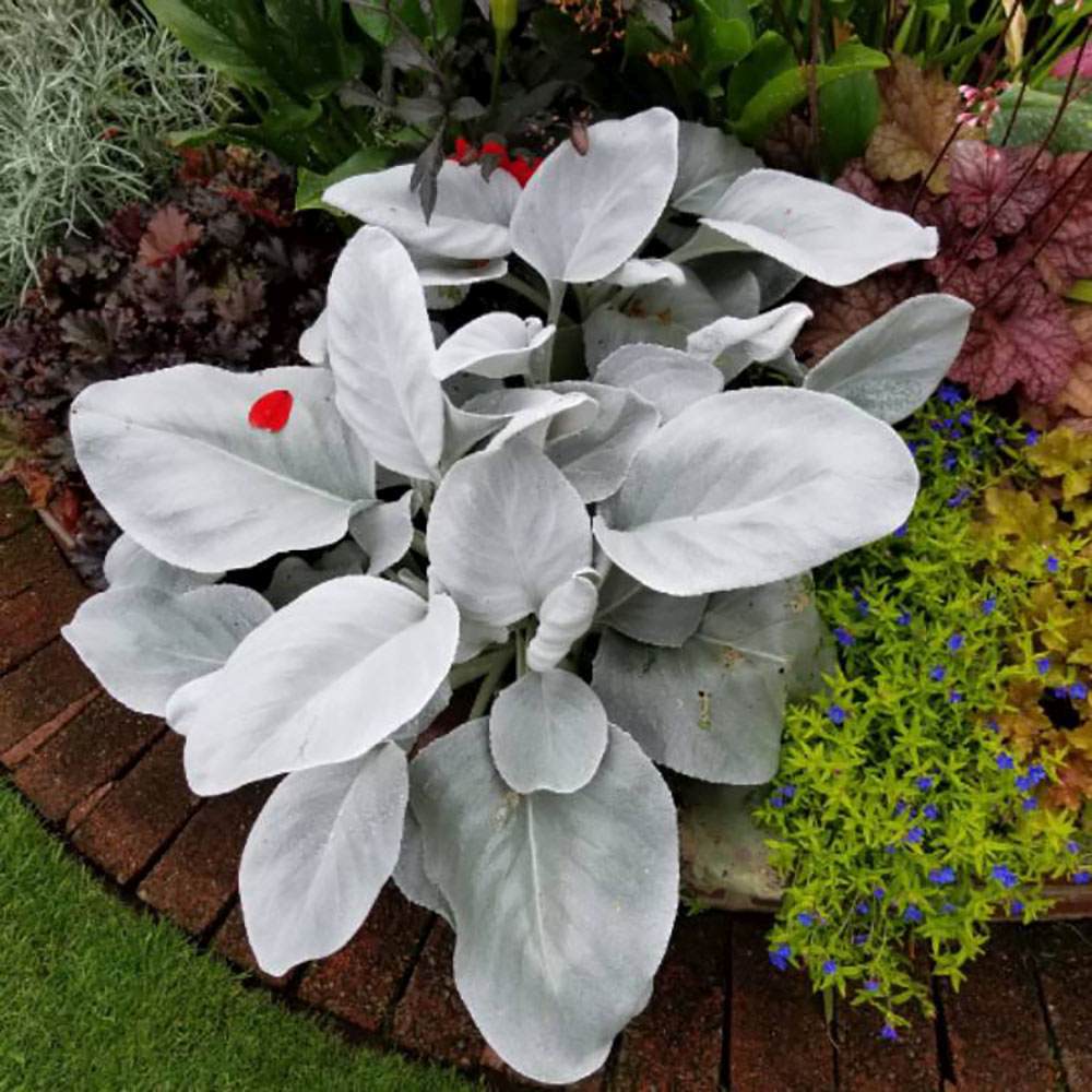 Cineraria Senecio Angel Wings, с пухкави сребристо-бели листа