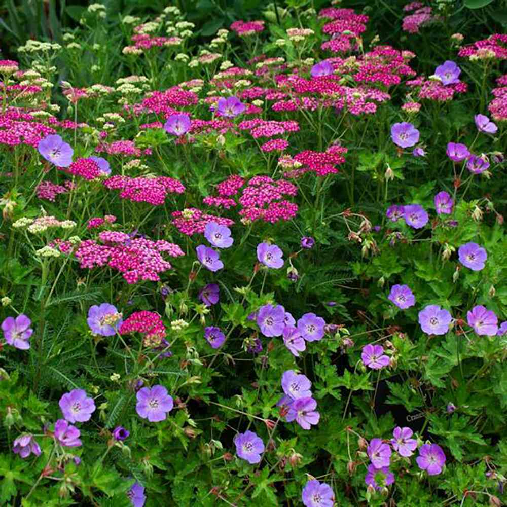 Ciocul Berzei Geranium Bloom me away, tarator cu flori albastre - mov - VERDENA - 5 - 10 cm inaltime, ghiveci de 2 l