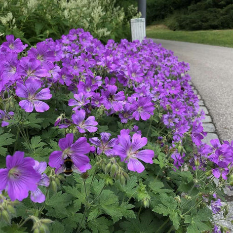 Ciocul Berzei Geranium Bloom me away, tarator cu flori albastre - mov - VERDENA - 5 - 10 cm inaltime, ghiveci de 2 l