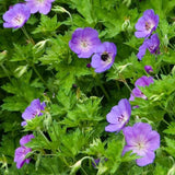 Ciocul Berzei Geranium Bloom me away, tarator cu flori albastre - mov - VERDENA - 5 - 10 cm inaltime, ghiveci de 2 l