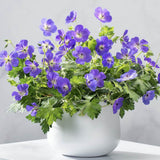 Ciocul Berzei Geranium Bloom me away, tarator cu flori albastre - mov - VERDENA - 5 - 10 cm inaltime, ghiveci de 2 l