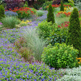 Жераниум (Geranium Rozanne), стелещ се с виолетово-сини цветове, бърз растеж