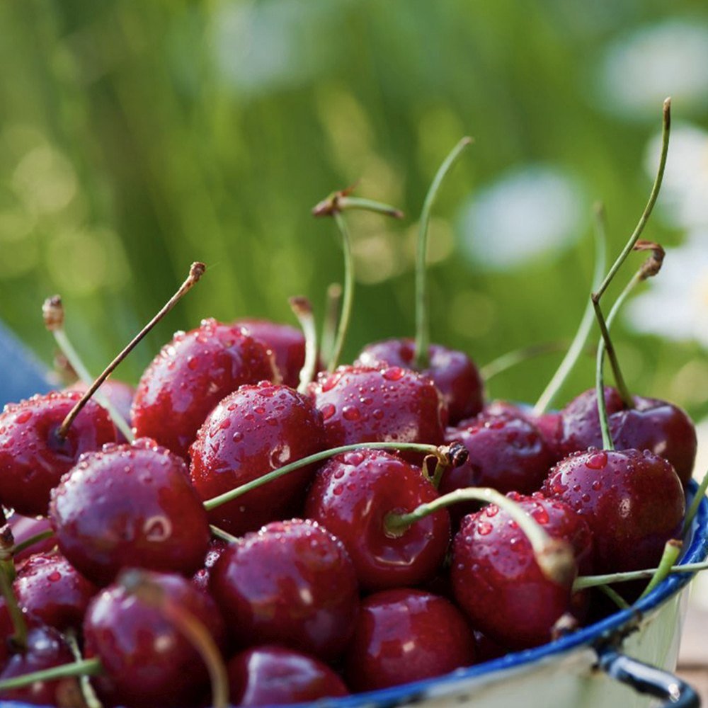 Black Friday - Reduceri Cires Columnar (Prunus Avium) Sylvia, cu fructe dulci rosii-inchis Promotie