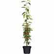 Black Friday - Reduceri Cires Columnar (Prunus Avium) Sylvia, cu fructe dulci rosii-inchis Promotie