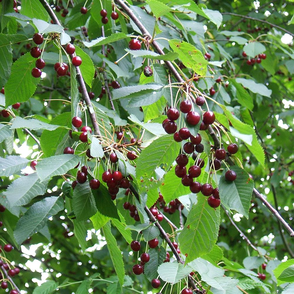Cires Dulce (Prunus Avium) Kordia, cu fructe dulci rosii-inchis