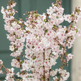 Cires Japonez alb Brillant, cu flori albe