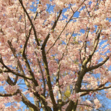 Cires Japonez Autumnalis Rosea, cu flori roz-pal