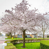 Cires Japonez Autumnalis Rosea, cu flori roz-pal