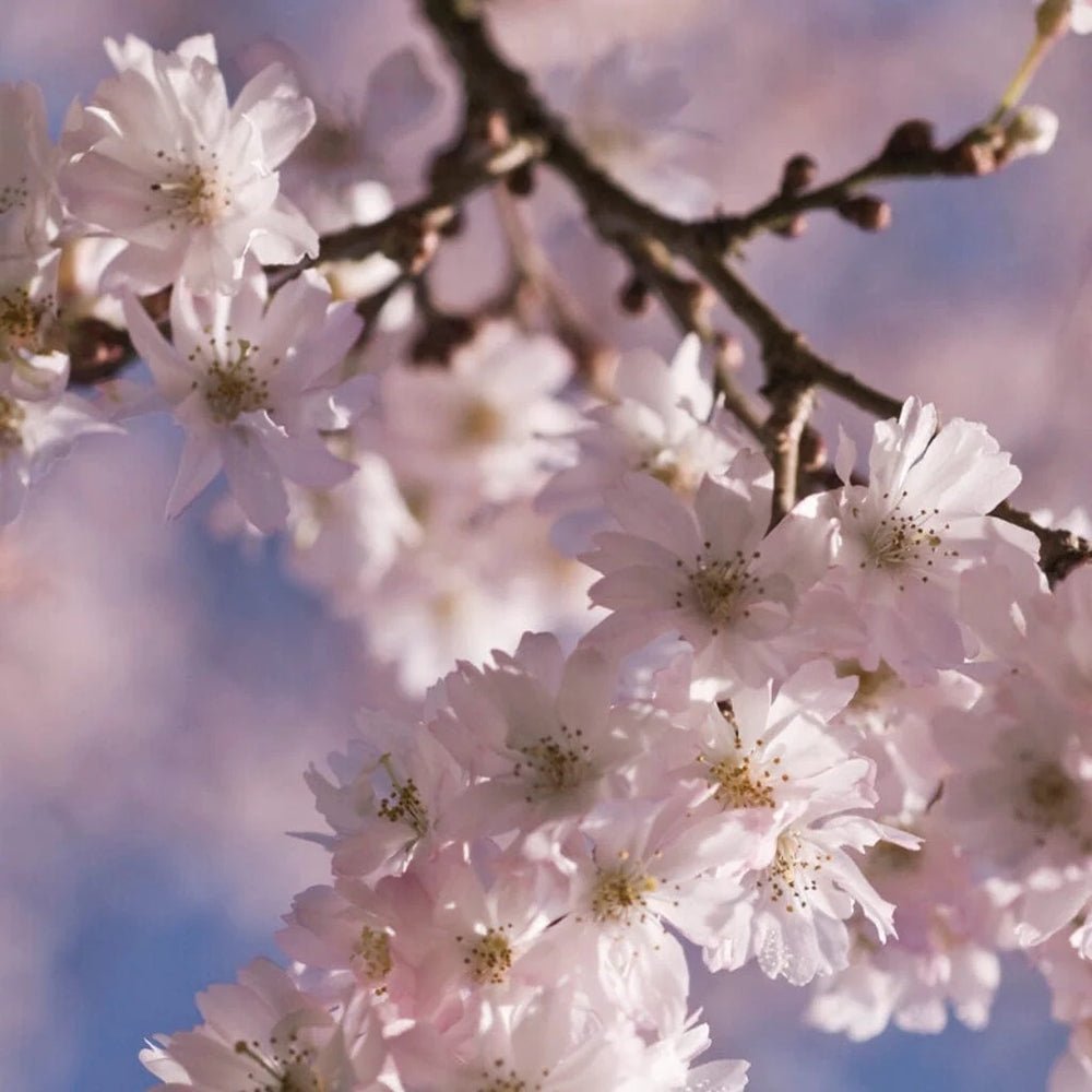 Cires Japonez Autumnalis Rosea, cu flori roz-pal