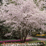 Cires Japonez Autumnalis Rosea, cu flori roz-pal