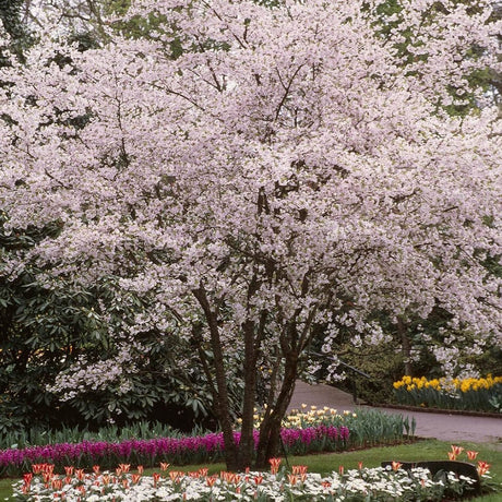 Cires Japonez Autumnalis Rosea, cu flori roz-pal