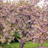 Cires Japonez roz Kanzan, cu flori roz-intens duble